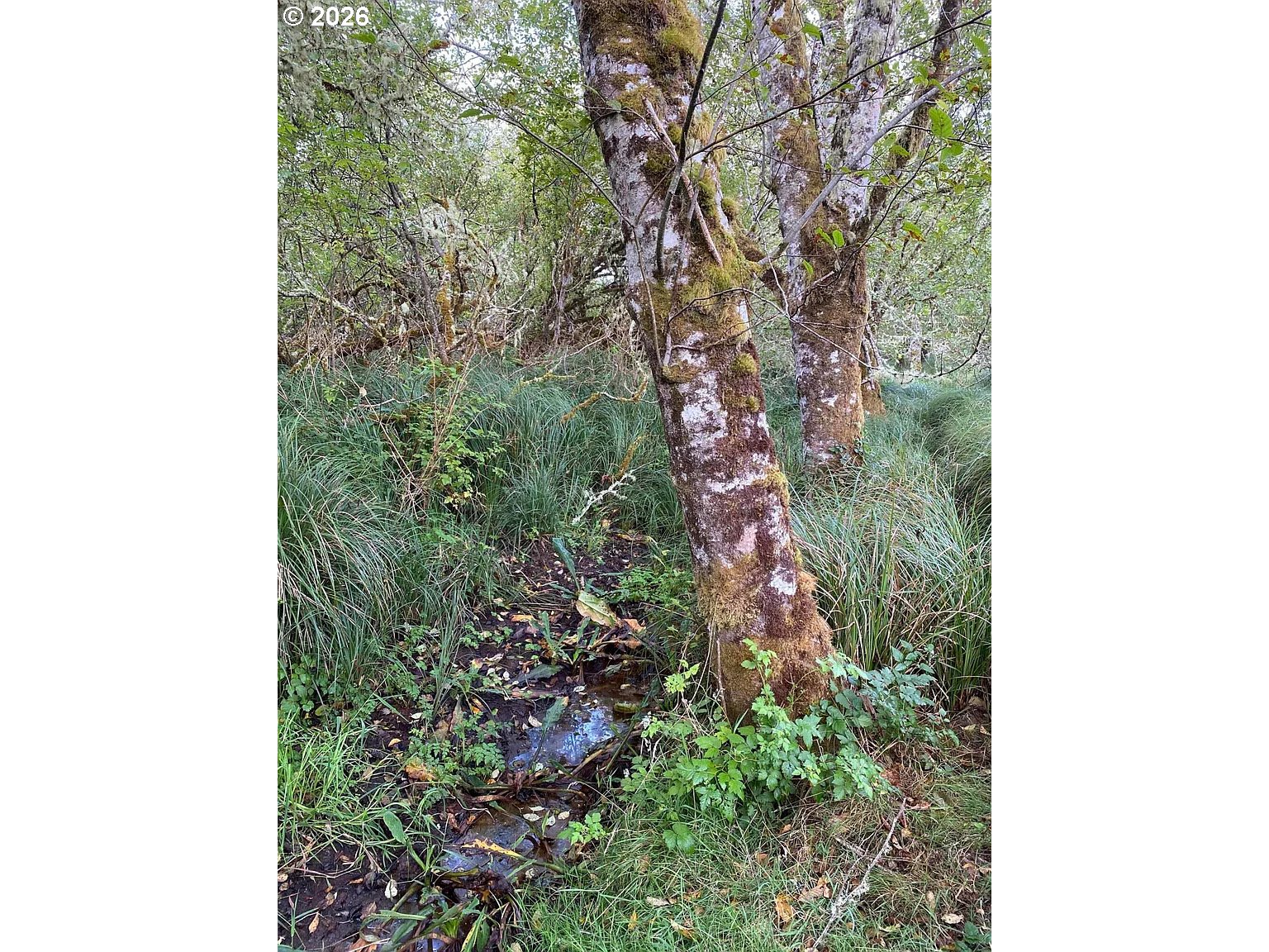 NNA Dellmoor Loop