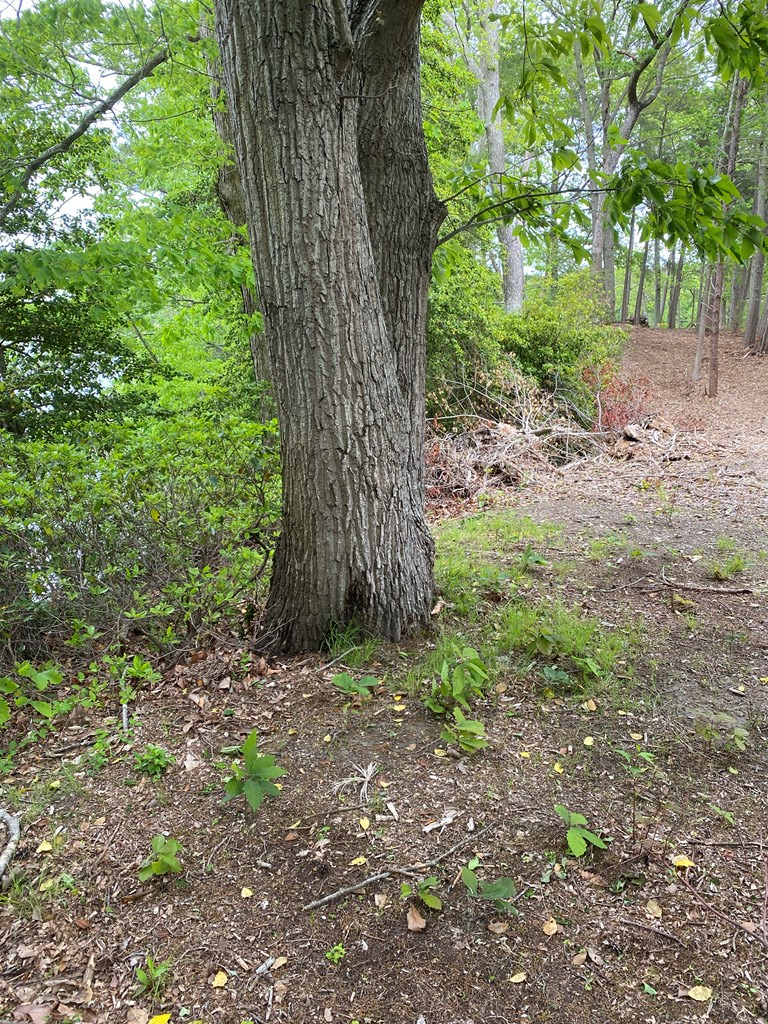 Map #17- Whittstat Lane