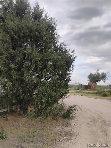 Sandy rural driveway beside a large leafy tree, with fencing in the distance.