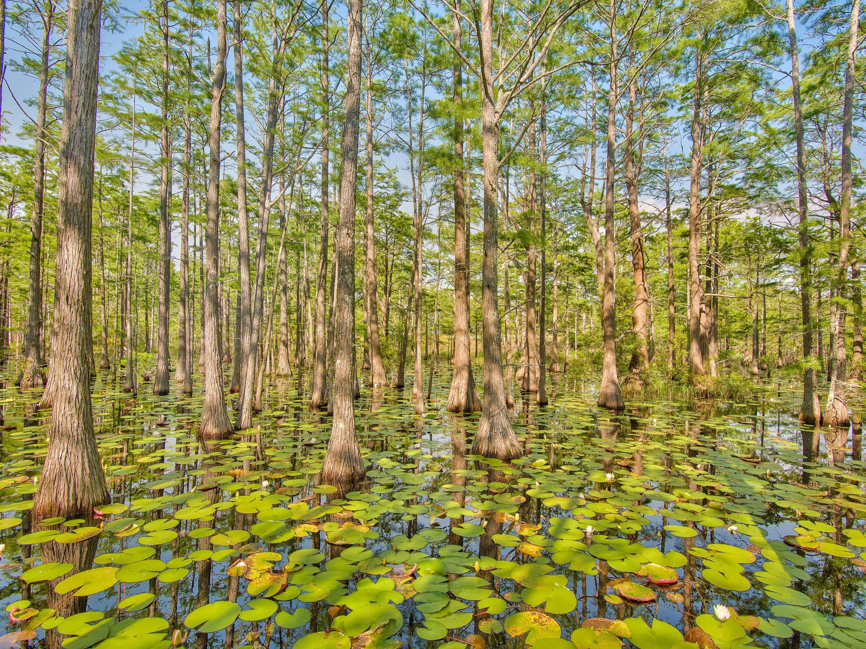 Lot 16 Cypress Drive