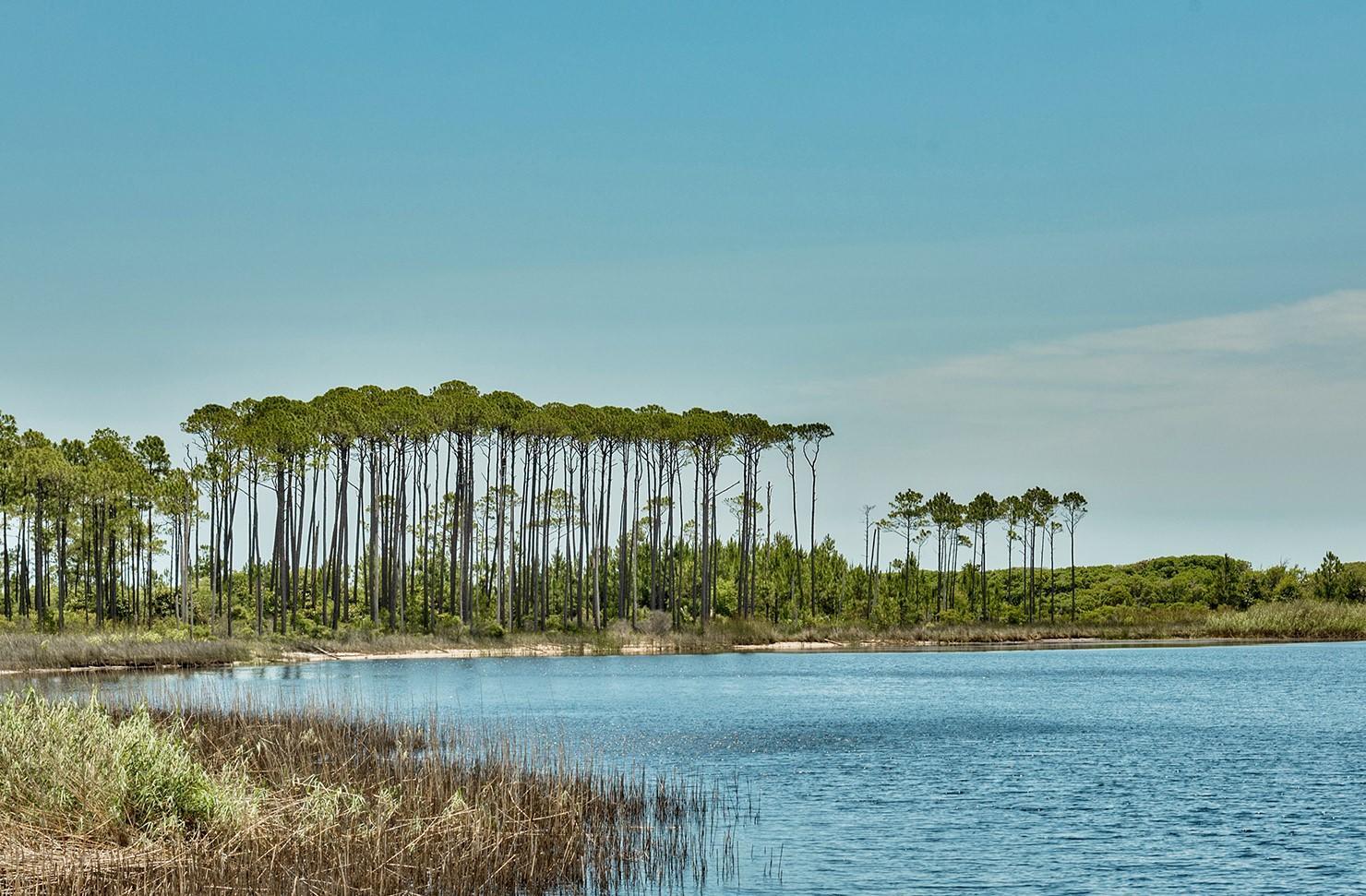 164 Pond Cypress Way