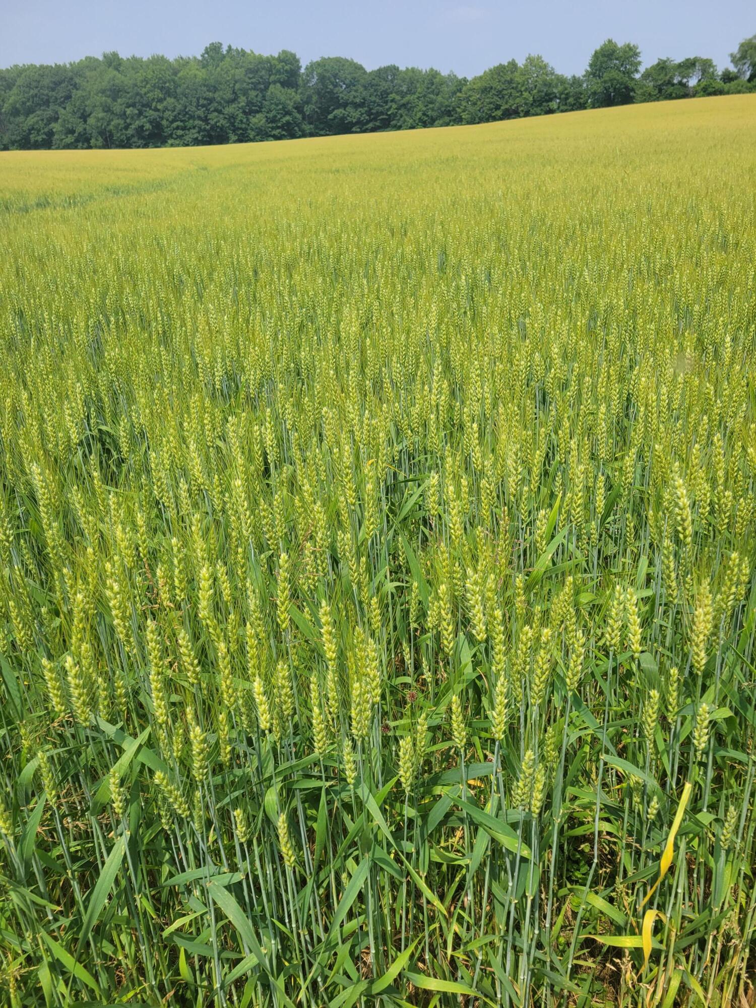 6475 Olive Branch Road