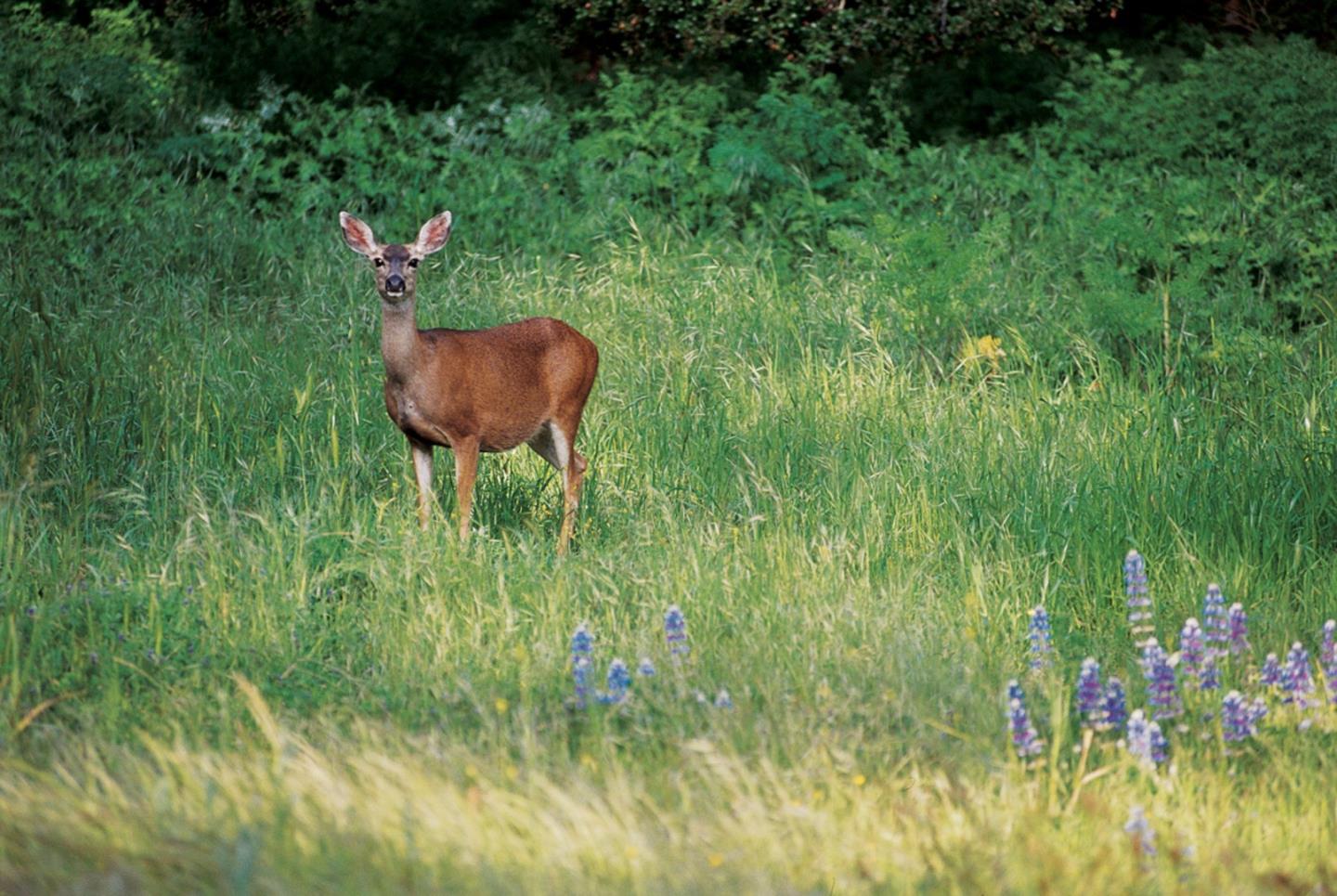 25825 Via Malpaso (Lot 68)