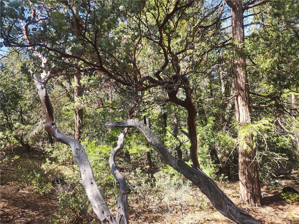 52547 Pine Cove
