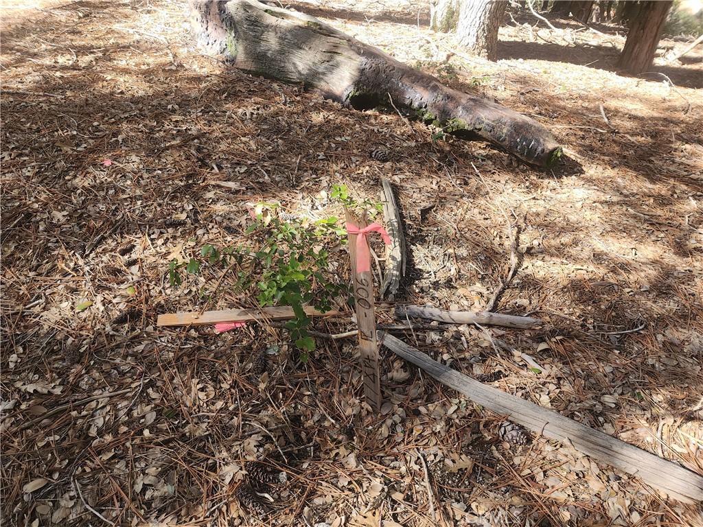 52547 Pine Cove