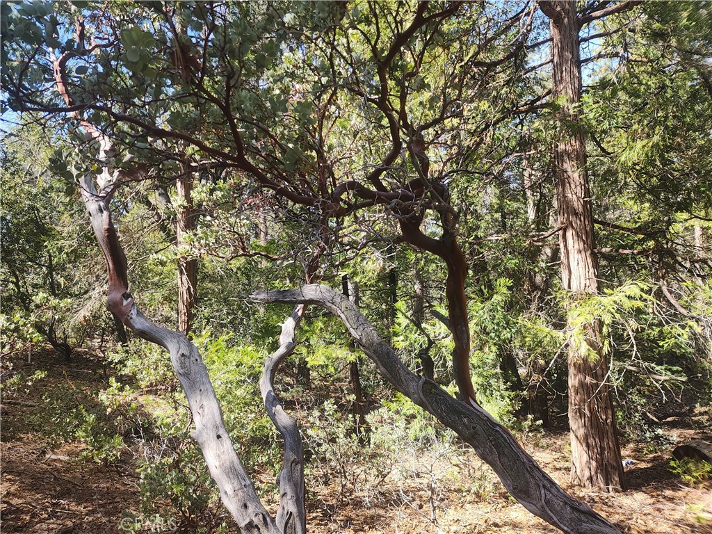 52547 Pine Cove