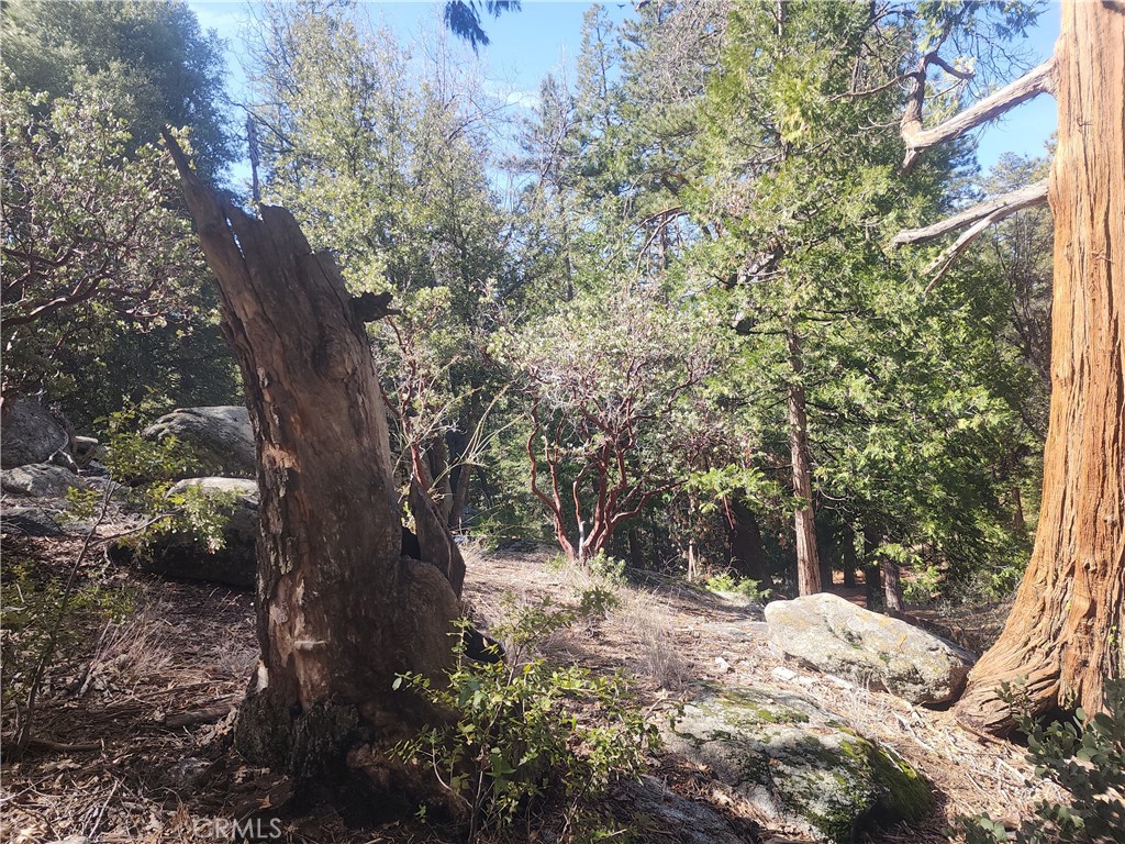 52547 Pine Cove