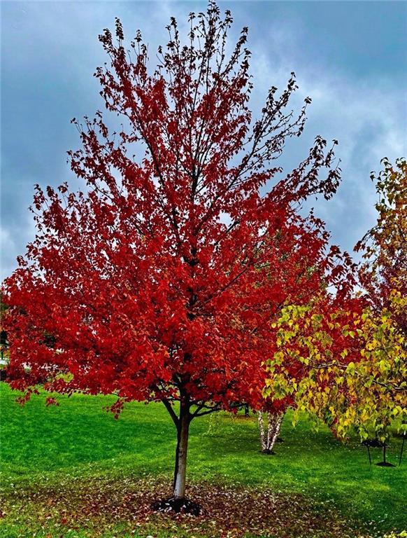 15516 Stearns Street