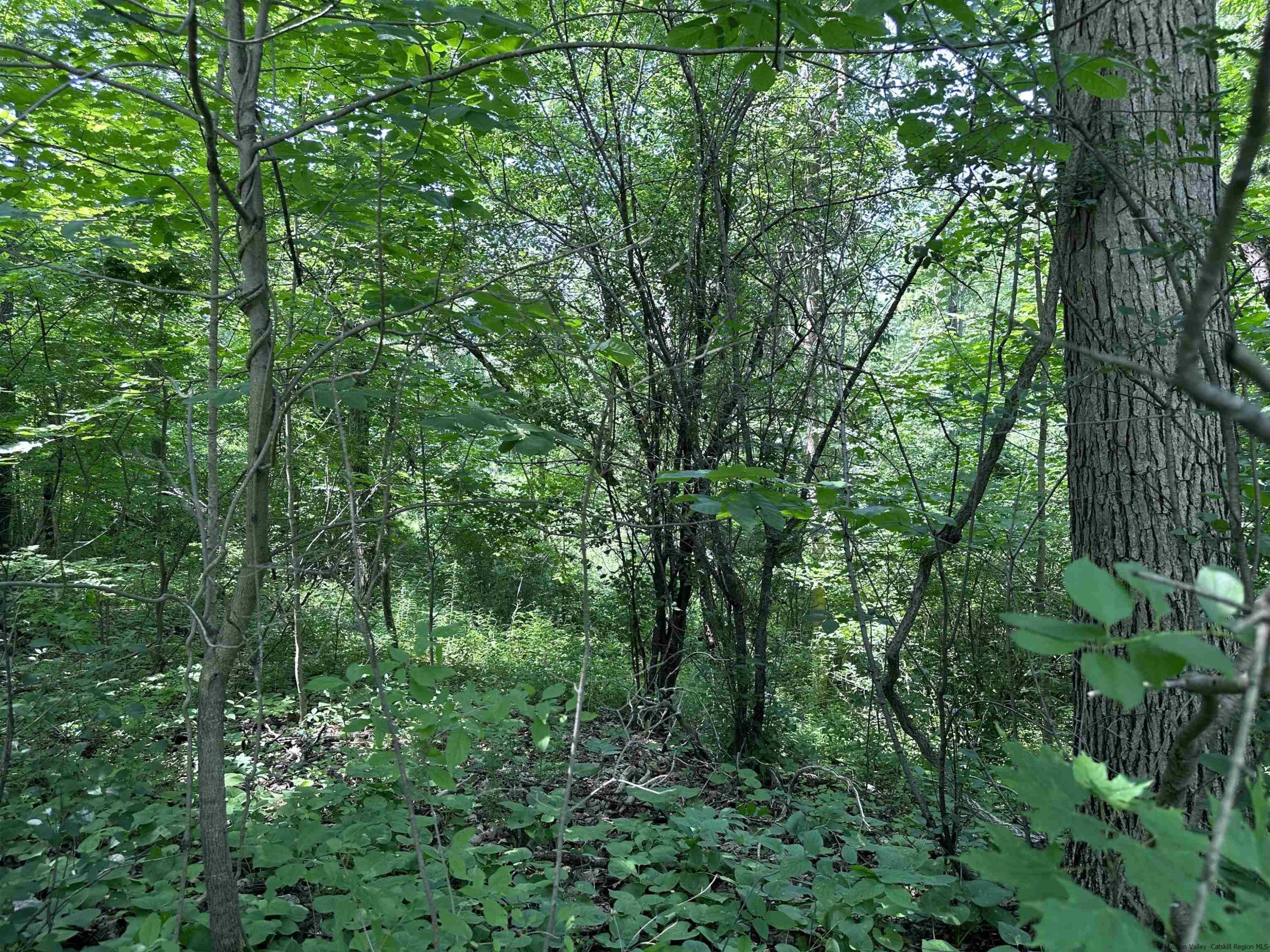 TBD Canoe Hill