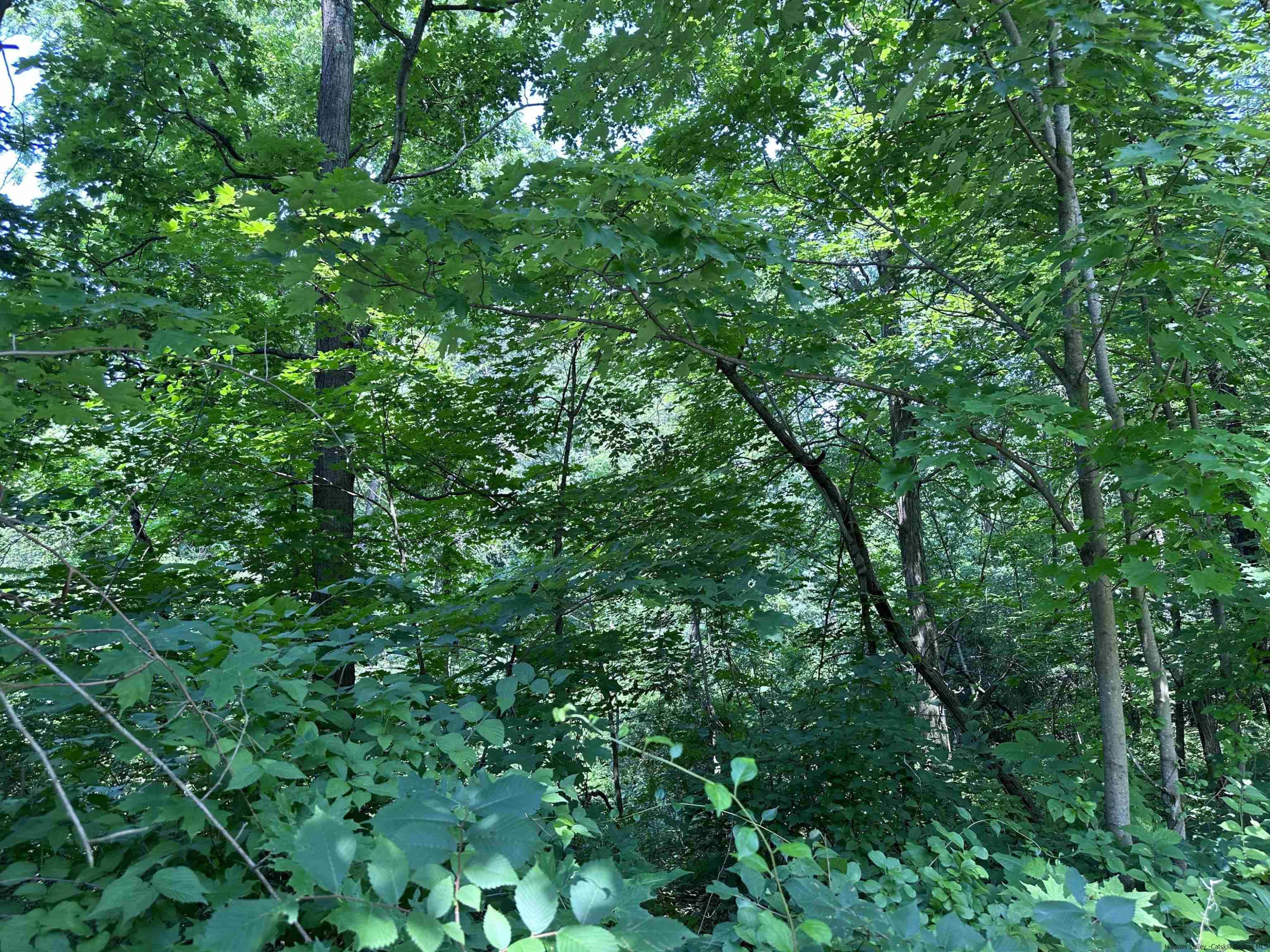TBD Canoe Hill