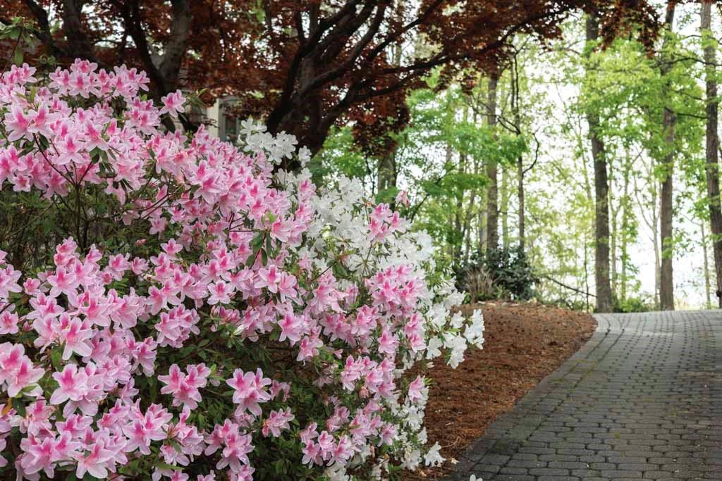 1060 Mountain Creek Trail