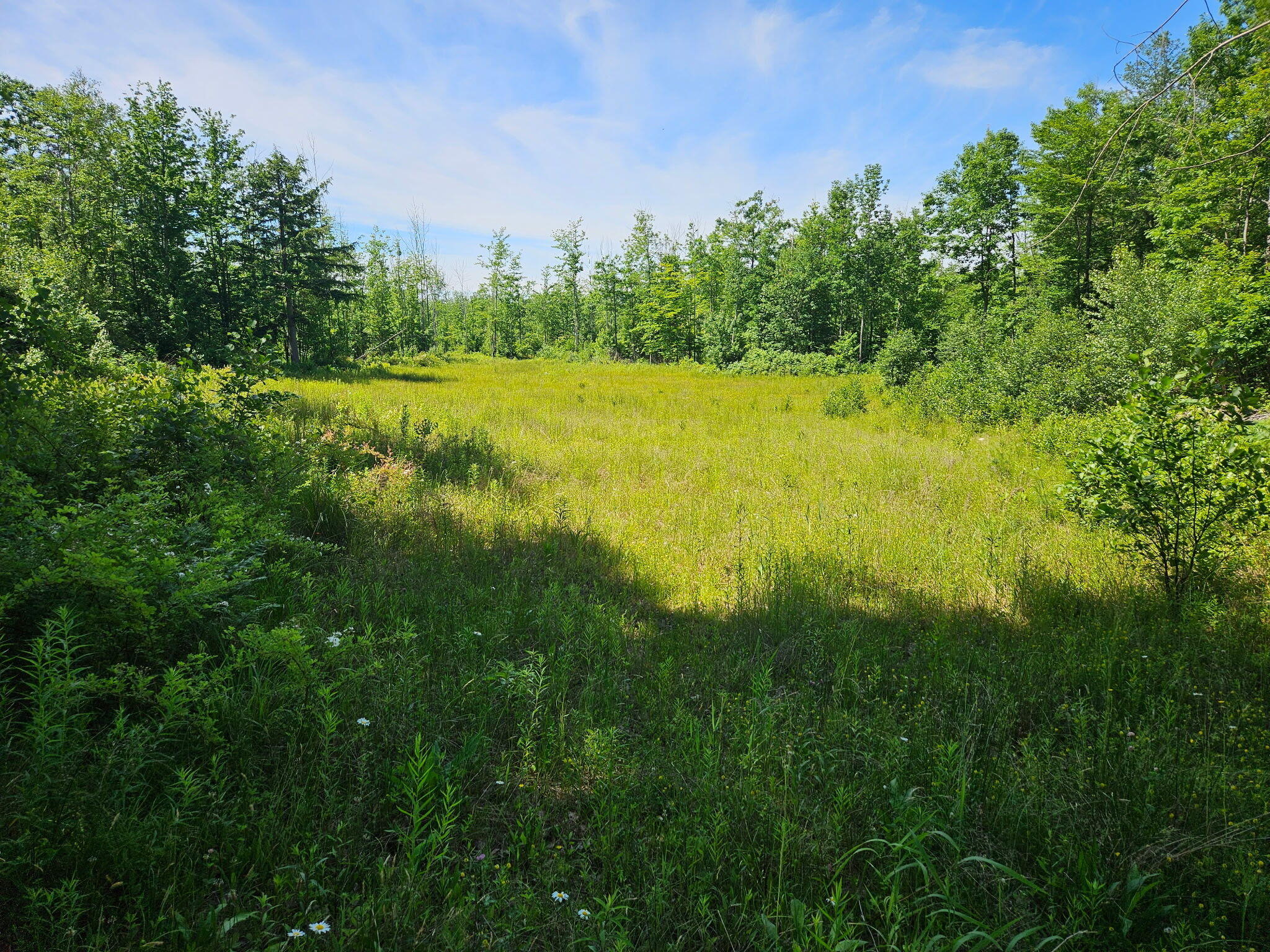 Grassy clearing bordered by woodland, with wildflowers and tall grass in the foreground.