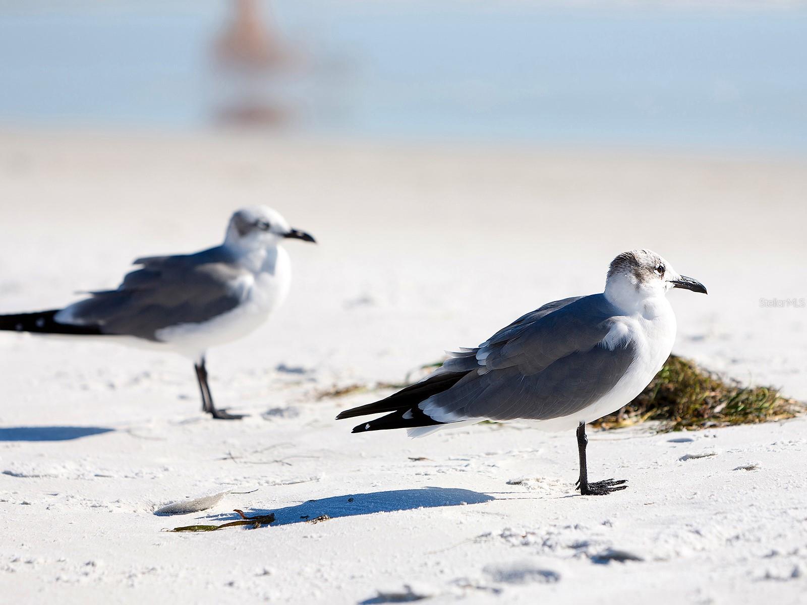 5151 SAINT ALBANS AVE