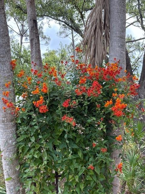 7604 WEEPING WILLOW CIR