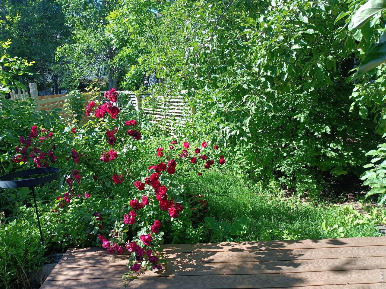 Backyard garden with red roses, dense greenery, a wooden deck, and a slatted bench.
