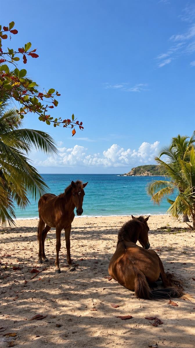 16 VILLA BORINQUEN #556