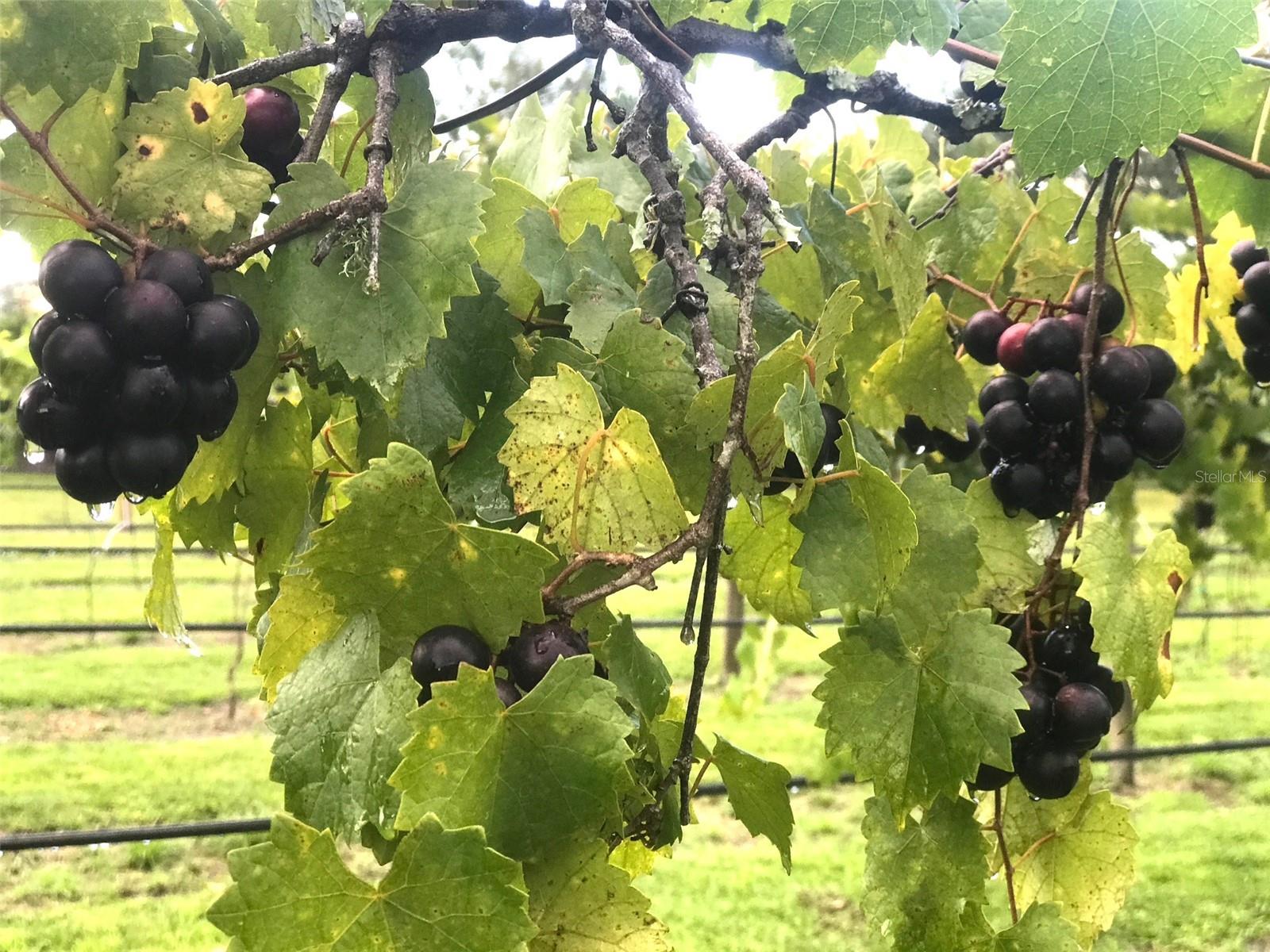 19600 E STATE ROAD 64