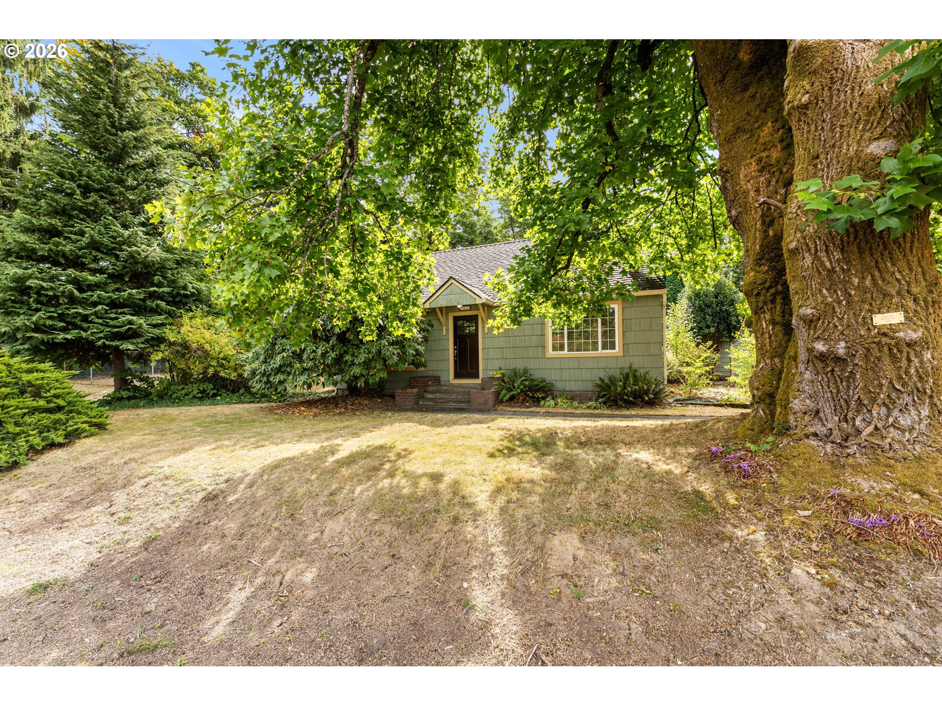 Green-shingled house shaded by mature trees, with a massive tree trunk in the foreground.