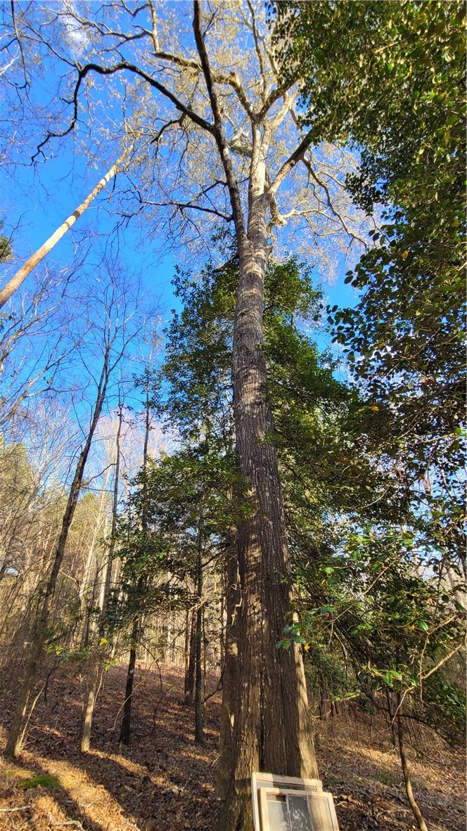 1096 Lake Secession Road