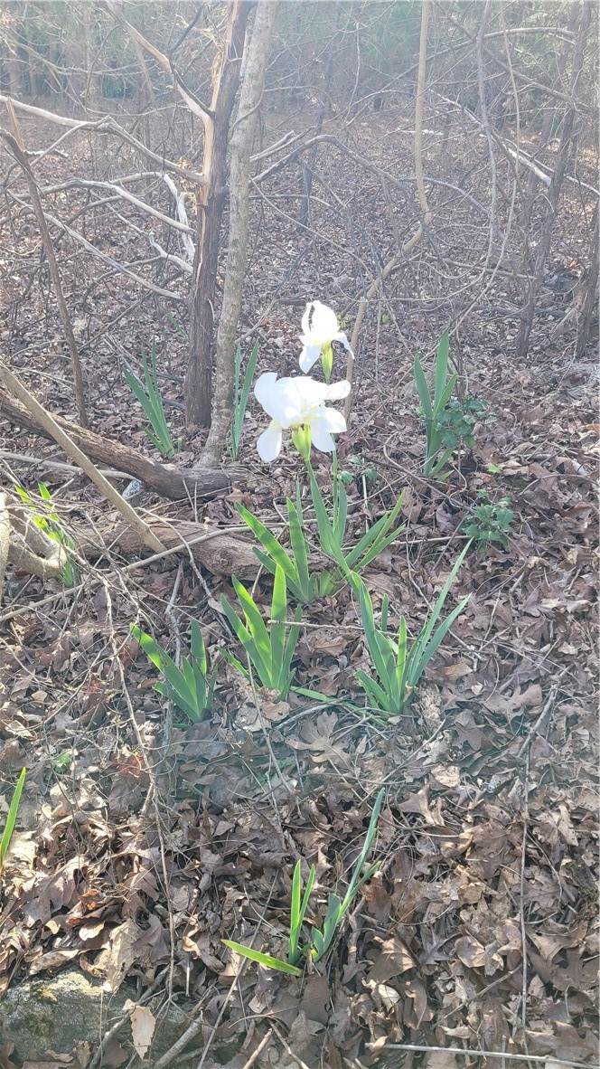 1096 Lake Secession Road