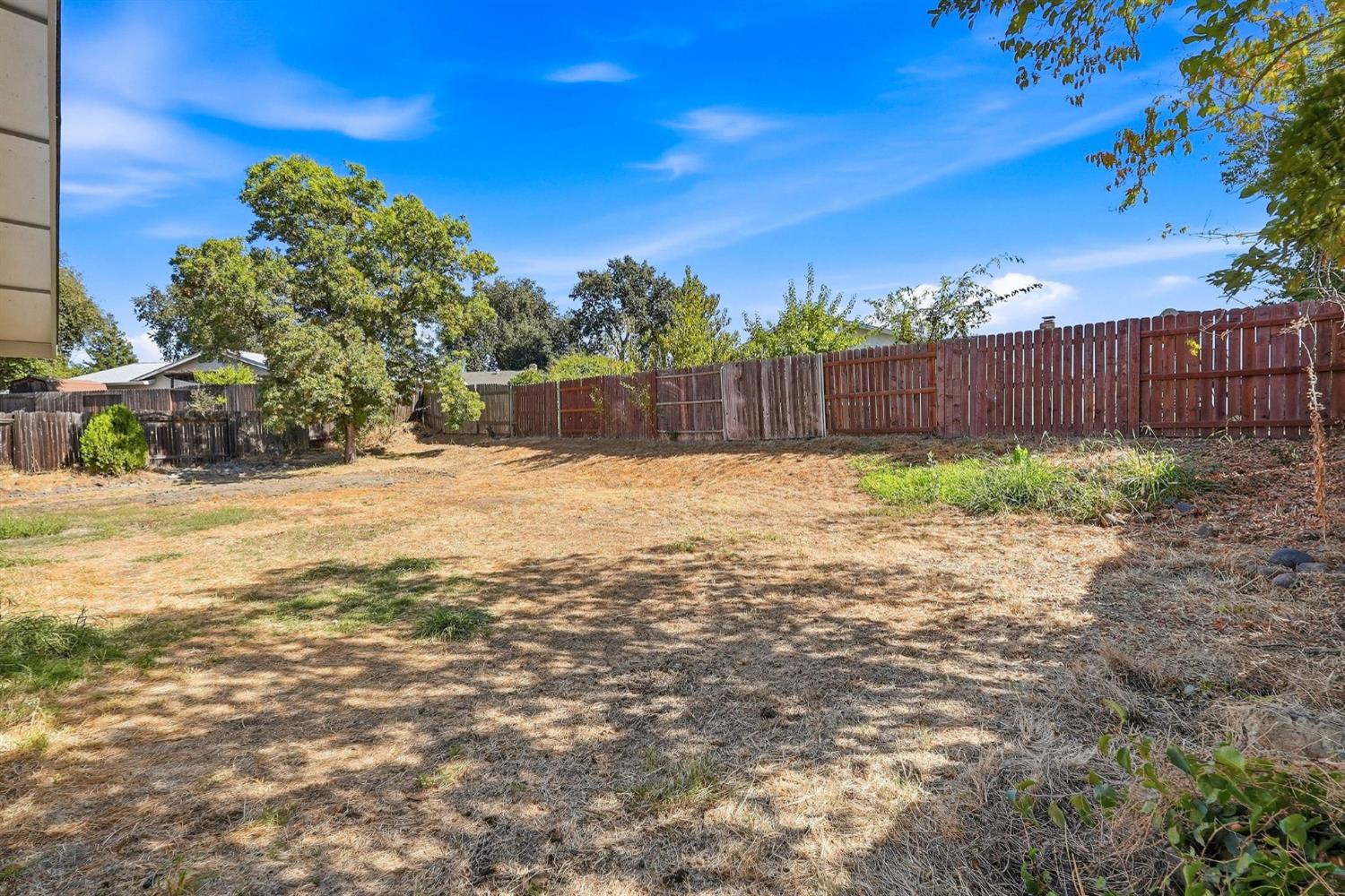 Backyard with a dry open lawn, tall wooden fence, and mature trees.