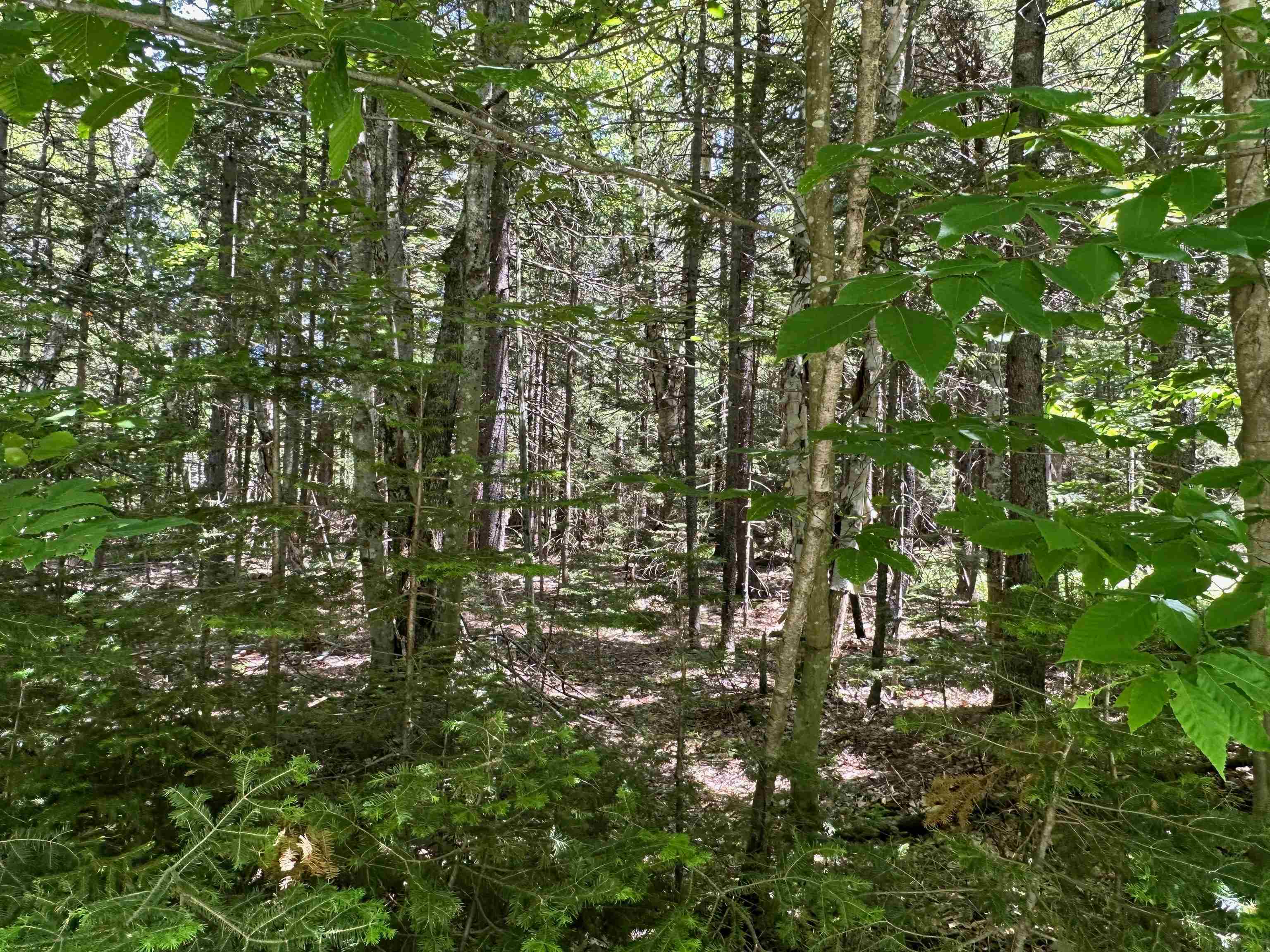 57 Antler Loop