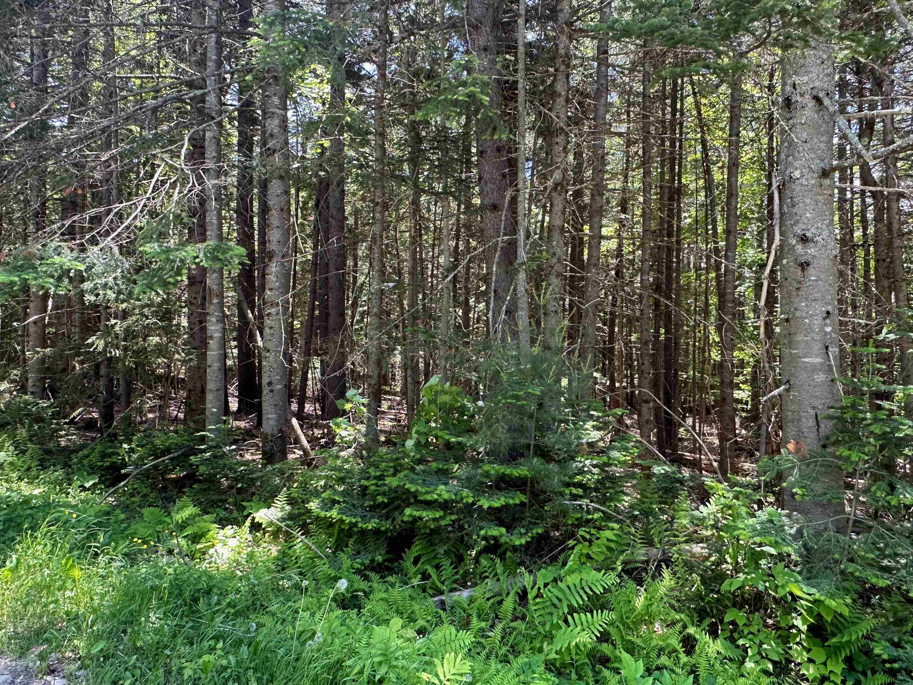 57 Antler Loop