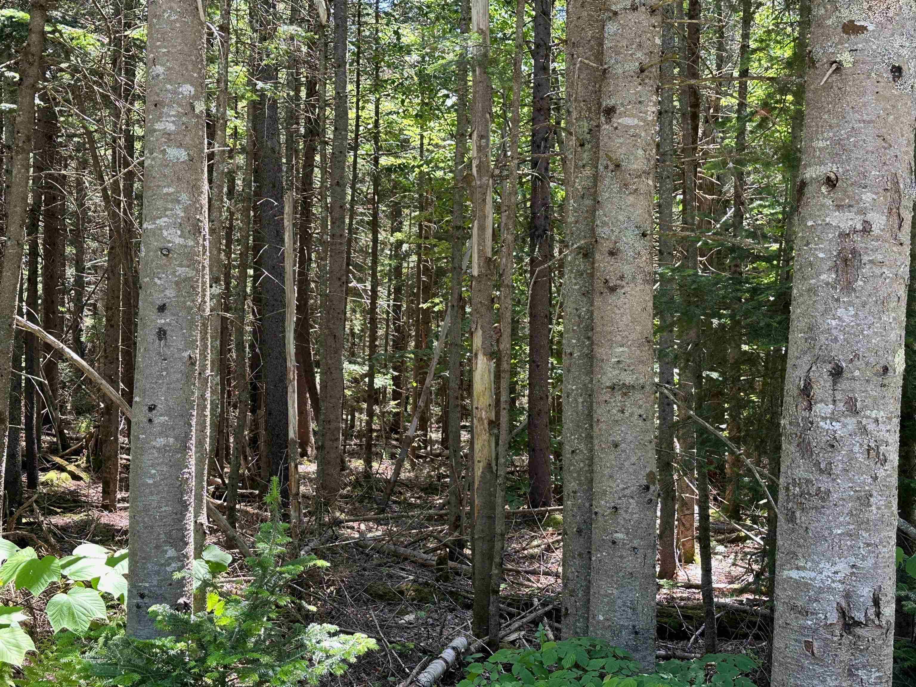 57 Antler Loop