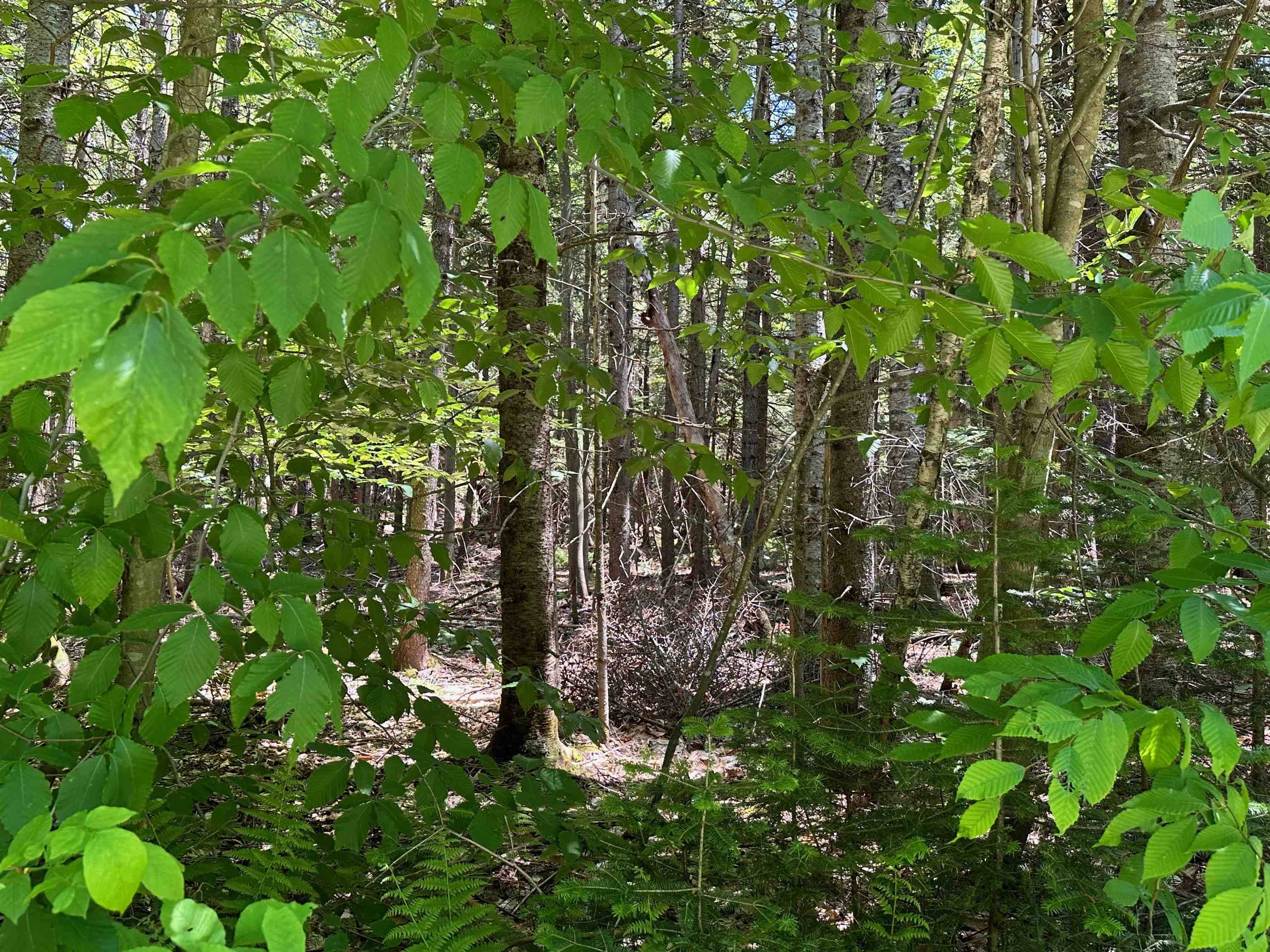 57 Antler Loop