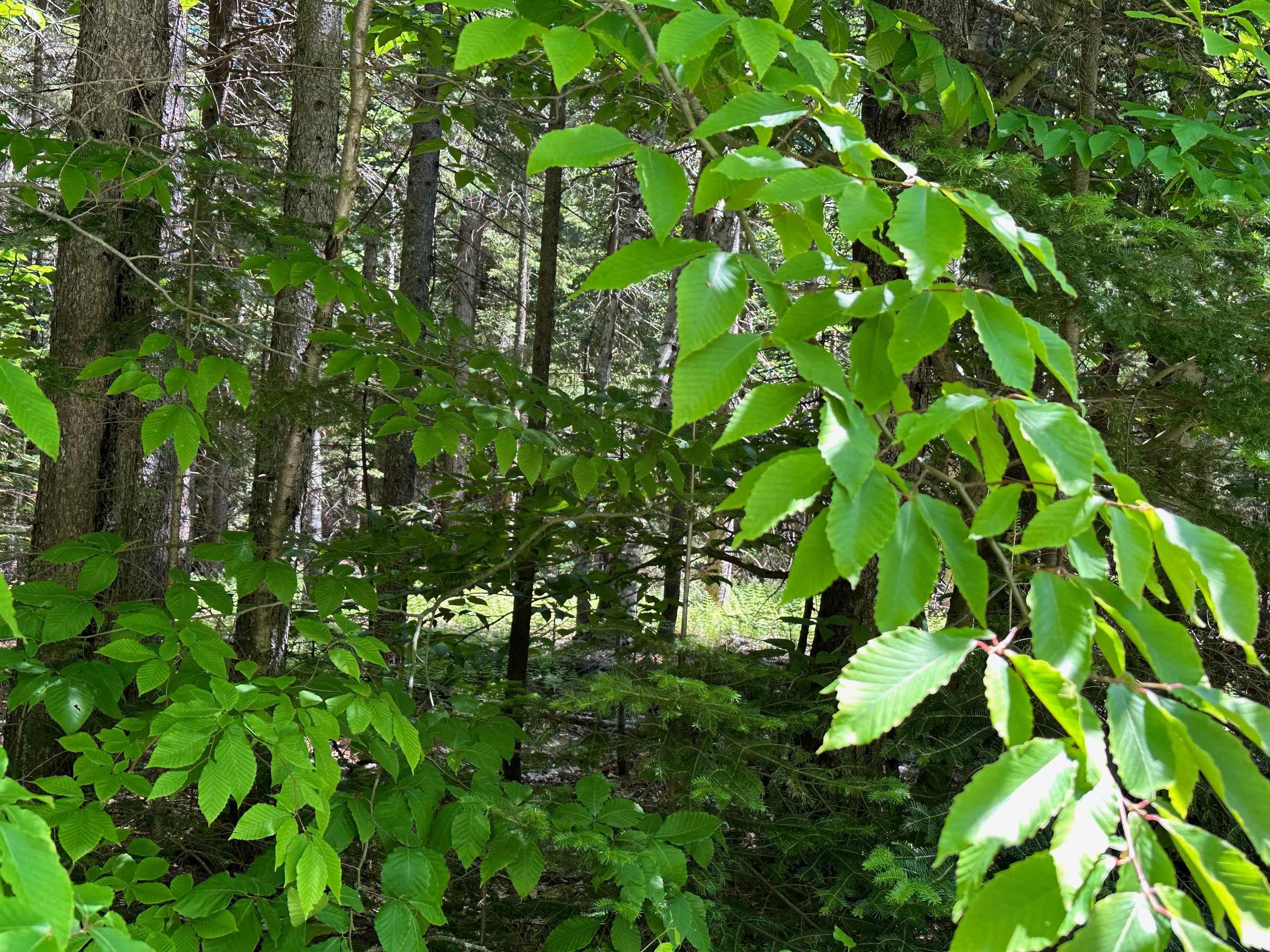 57 Antler Loop