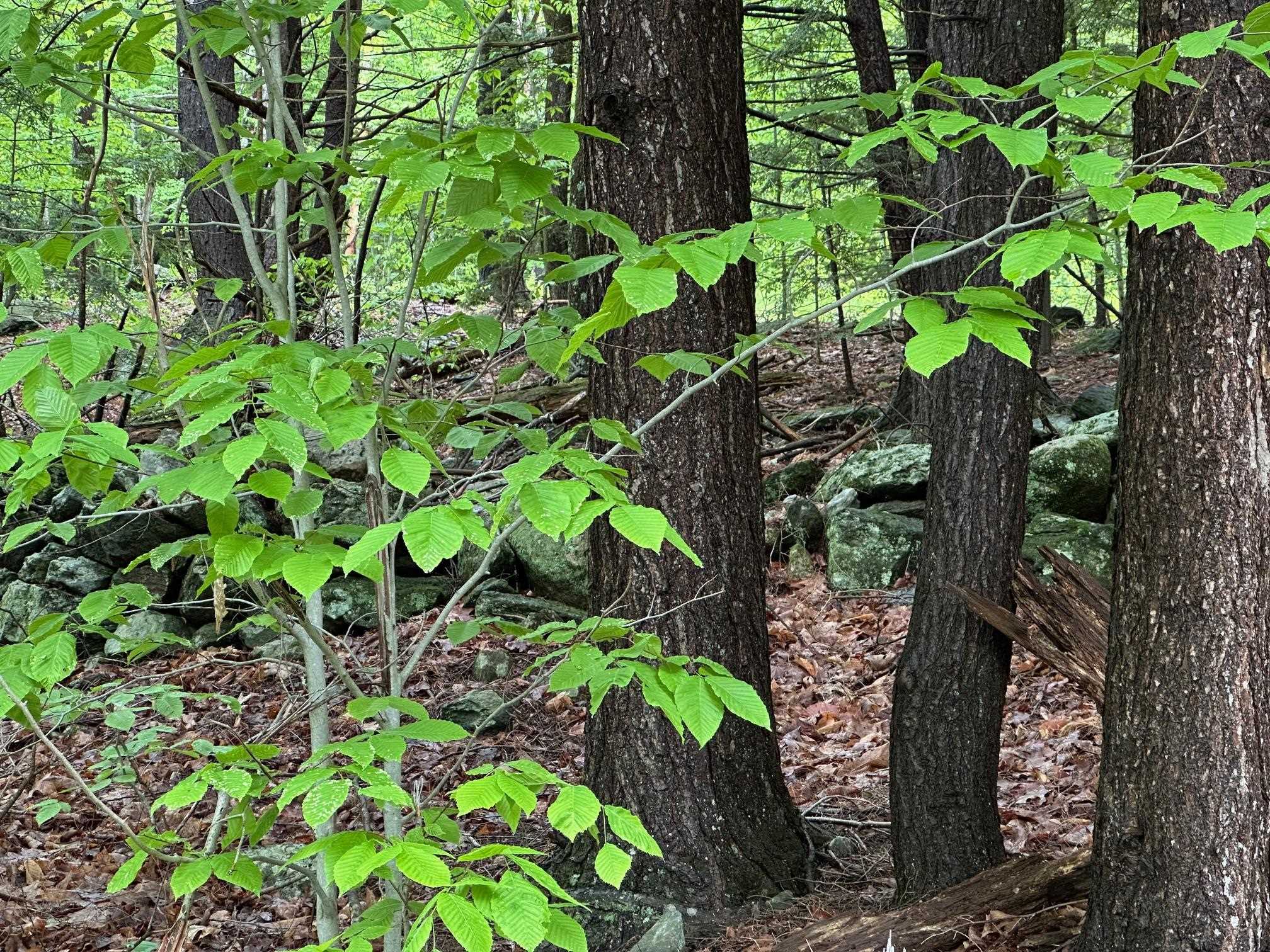 Lot 2 Wellington Hill Road