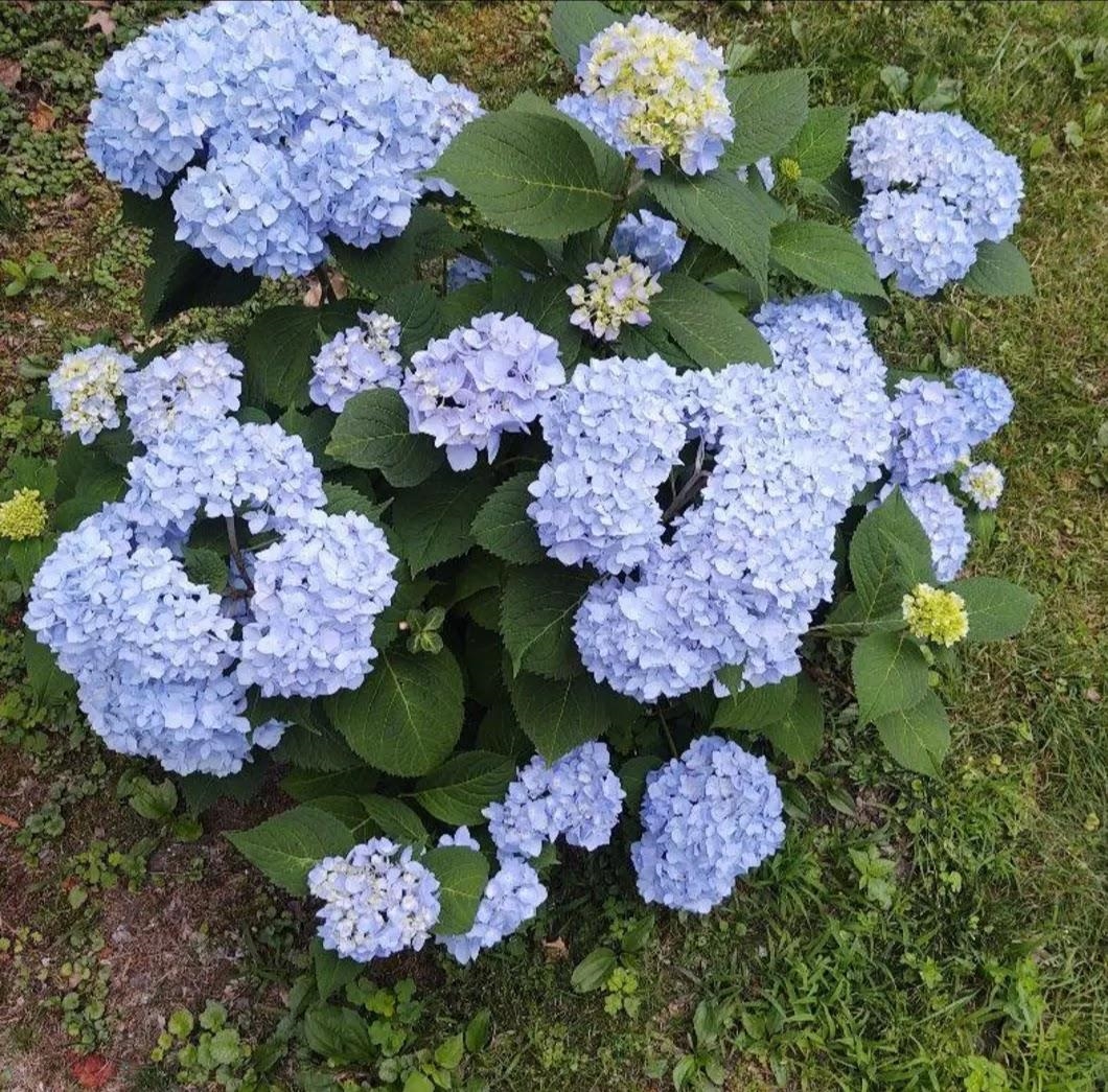 22 Chestnut Street Unit: 1-4