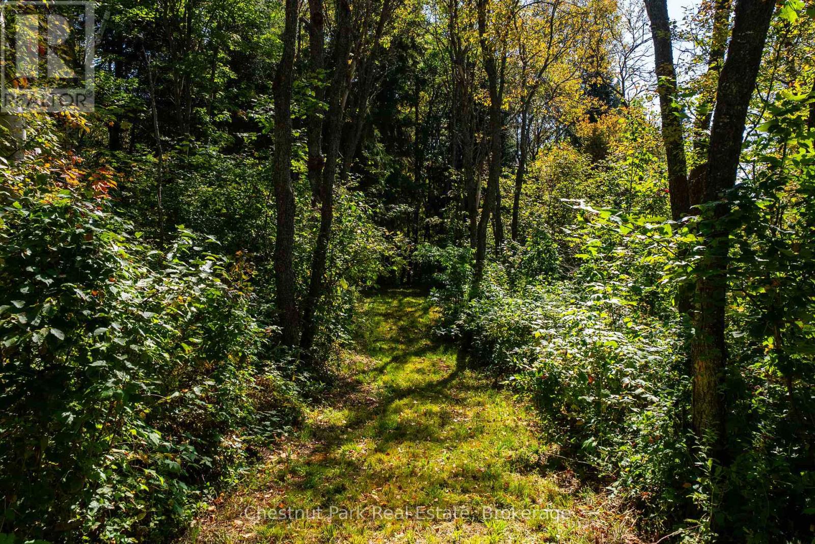Wooded vacant lot with a narrow grassy path winding through mature trees.