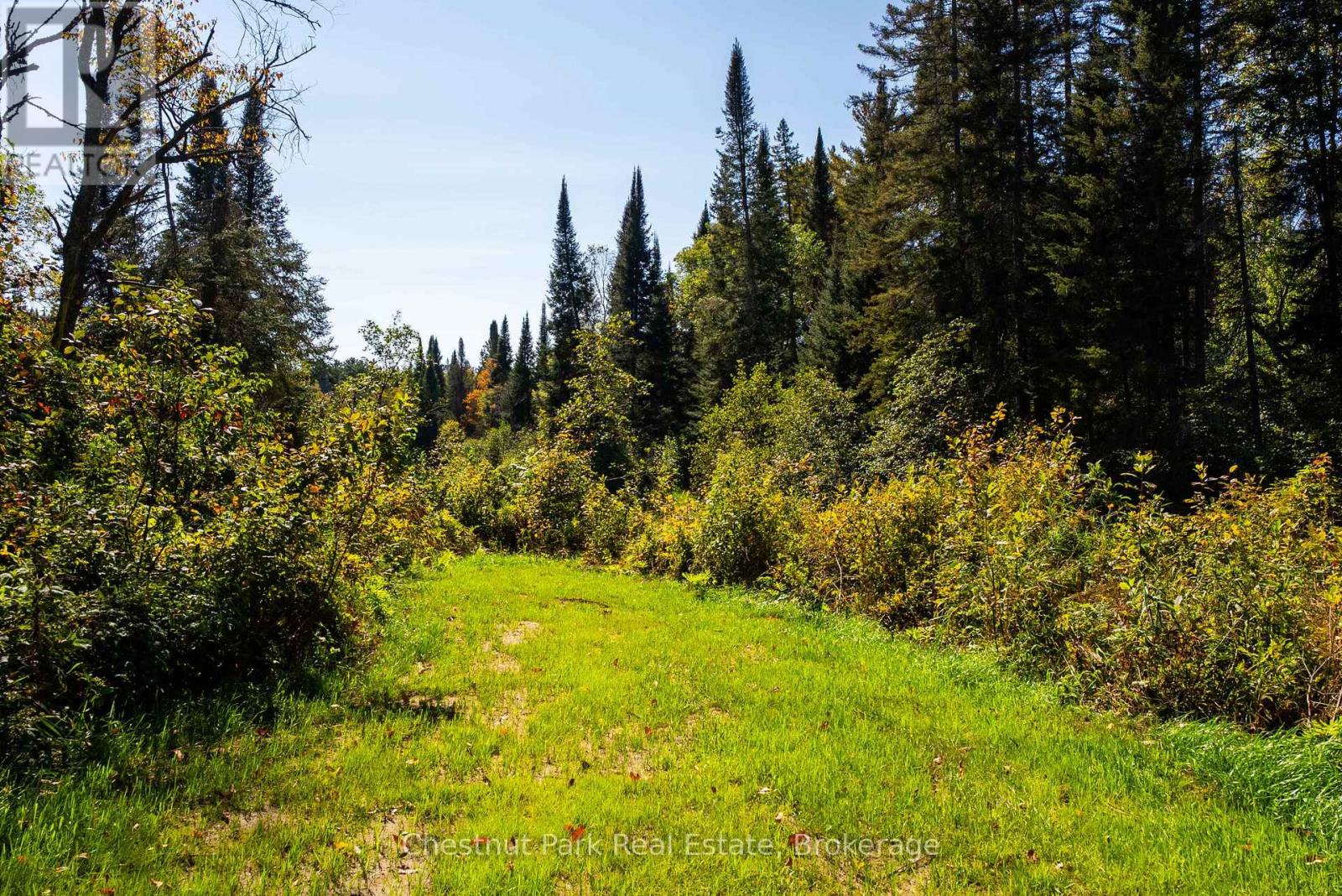 Grassy access path through a wooded vacant lot with tall evergreen and deciduous trees.