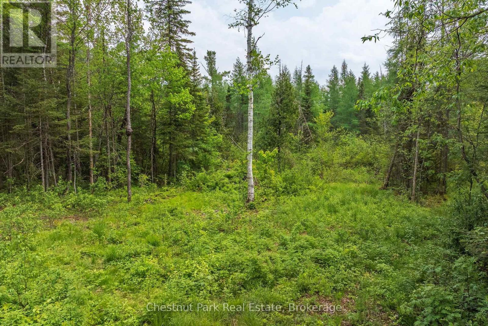 Wooded vacant land with a grassy clearing and a white birch tree.