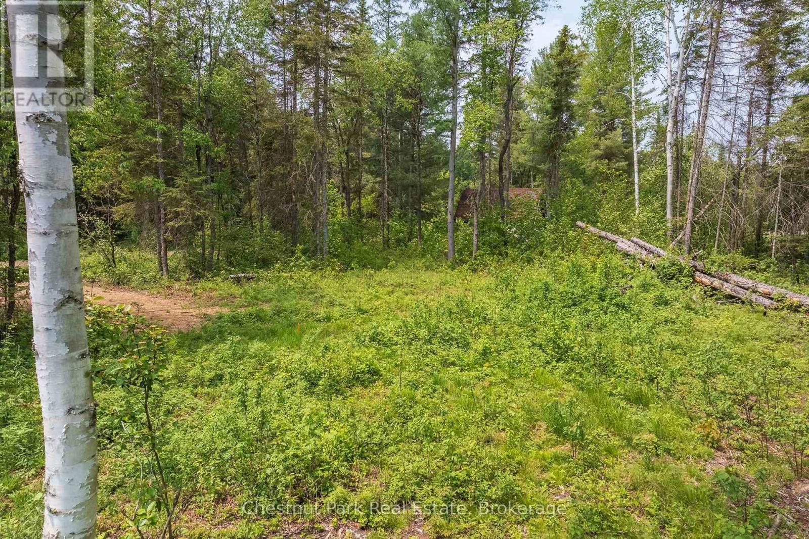 Wooded vacant lot with a grassy clearing, a foreground birch tree, and fallen logs.