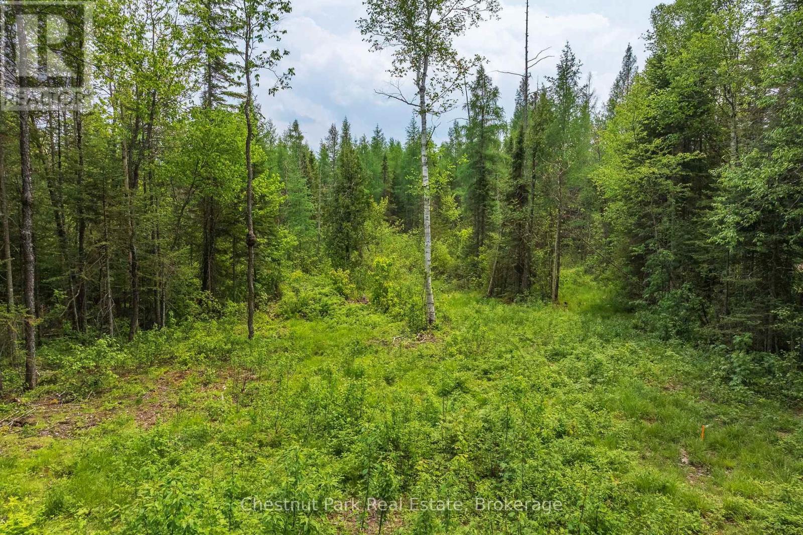Wooded vacant lot with a grassy clearing winding between dense trees.