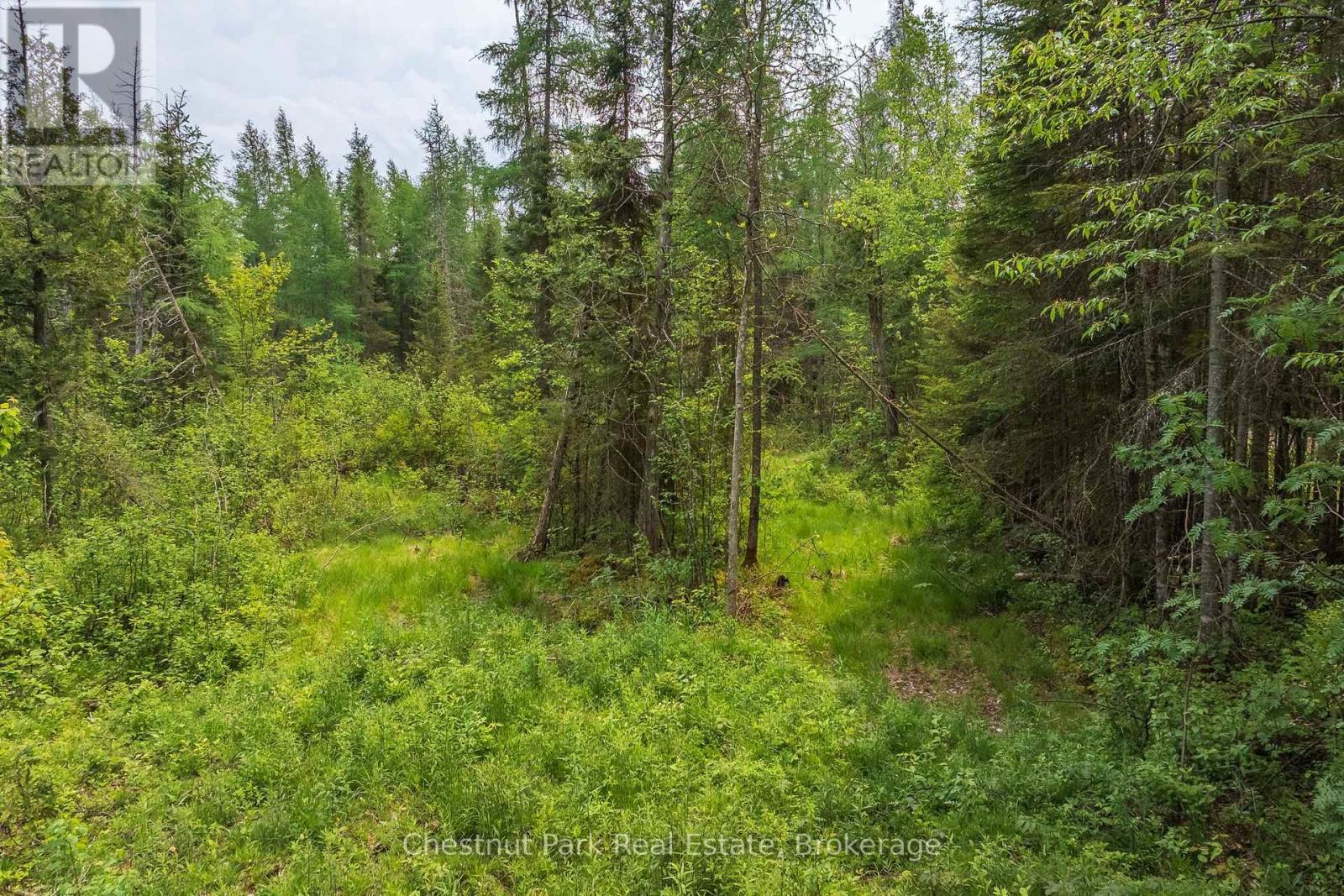 Wooded vacant lot with a grassy clearing and a narrow path.