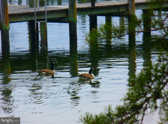 735 RUNABOUT LOOP 735