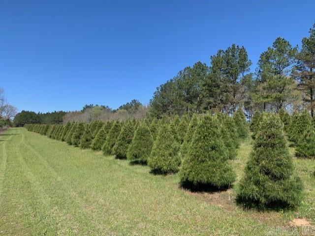 149 Christmas Tree Lane