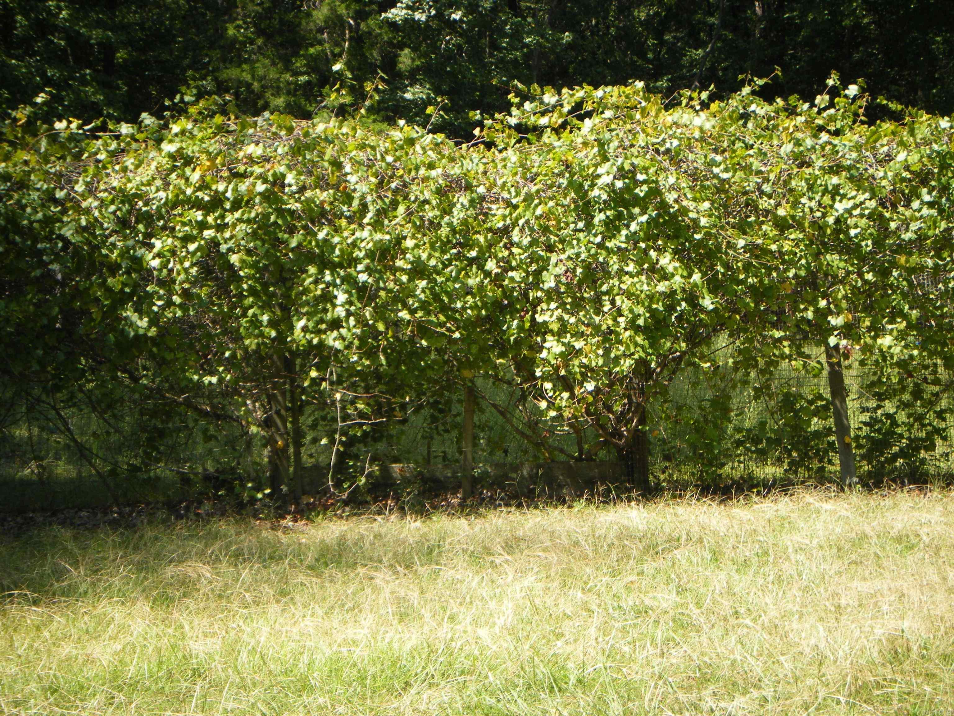 420 E Farm Road