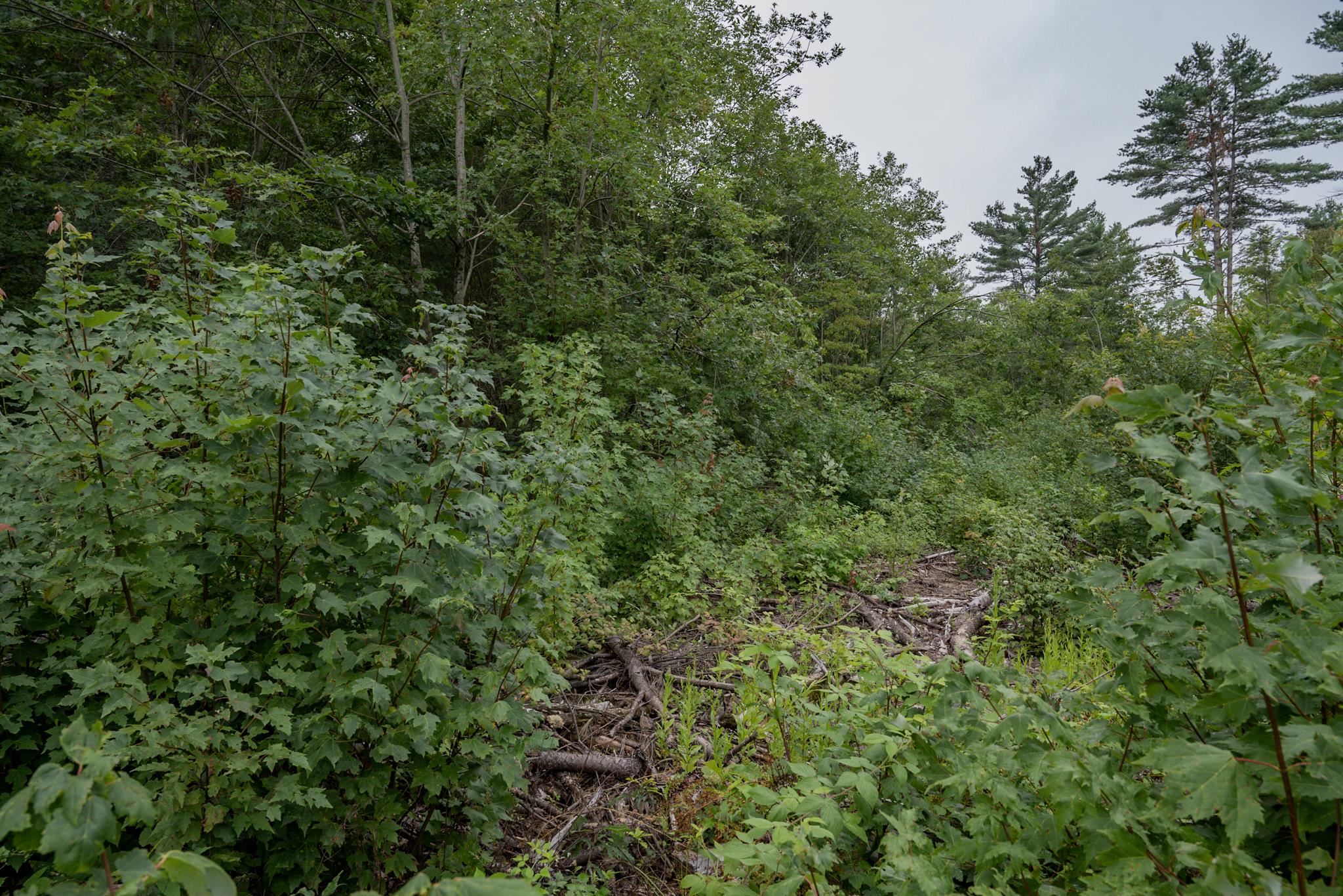 120.00AC Juneau Woods Road