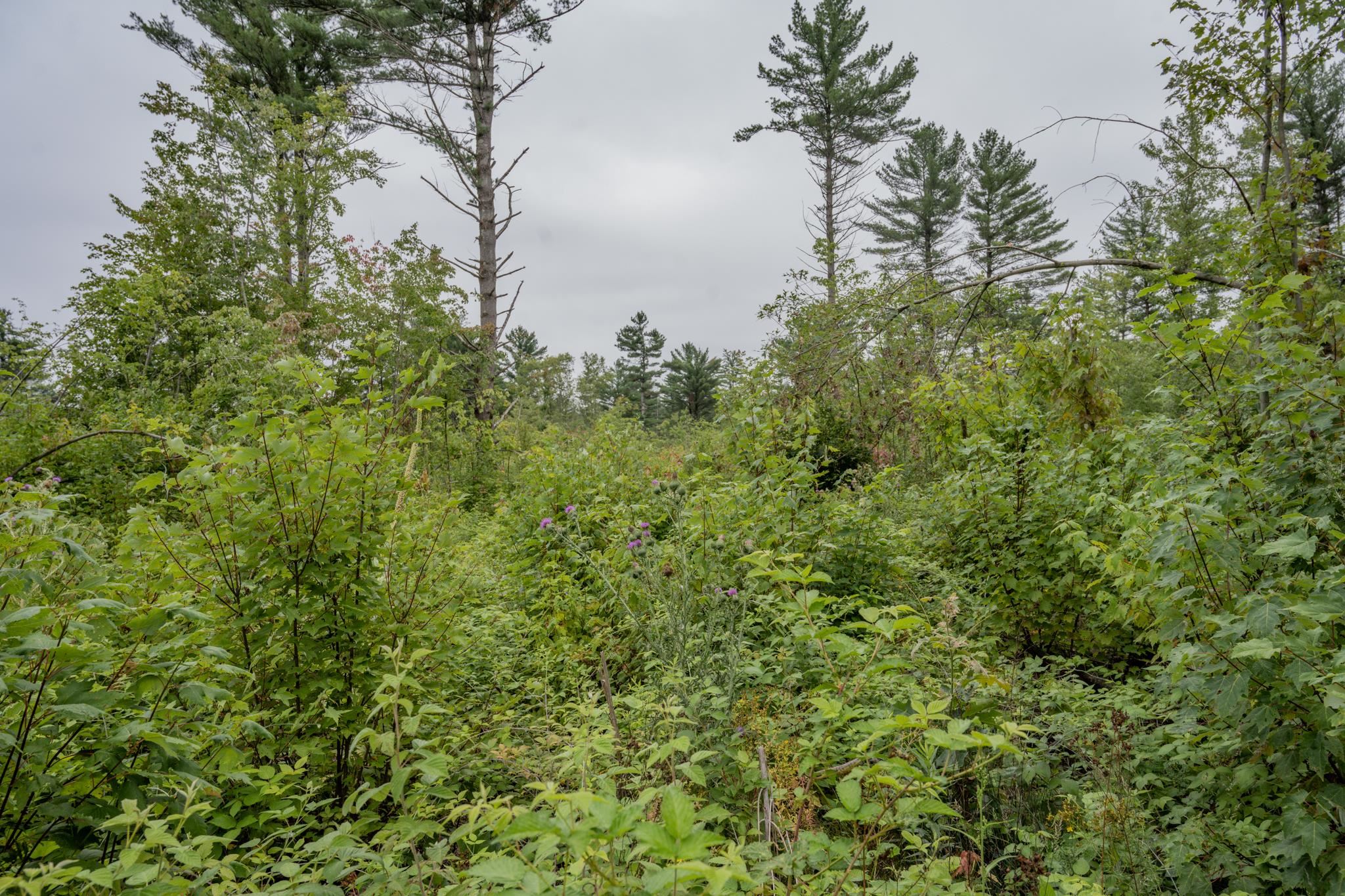 120.00AC Juneau Woods Road