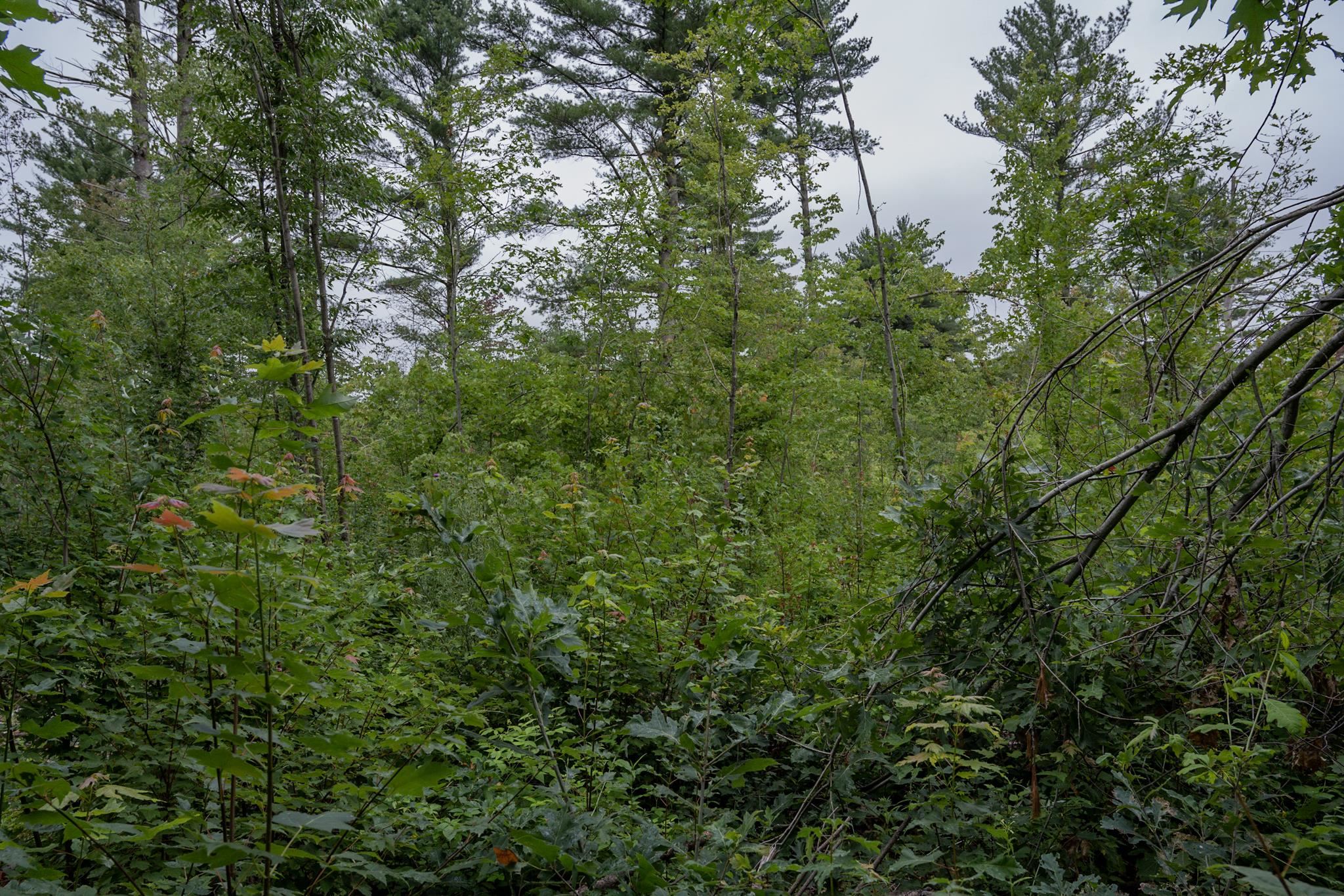 120.00AC Juneau Woods Road