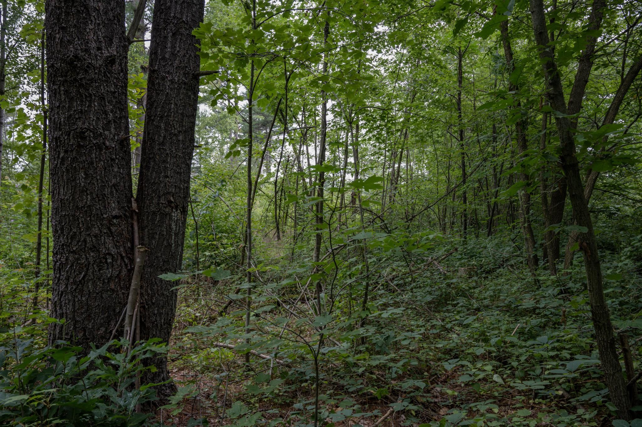 120.00AC Juneau Woods Road