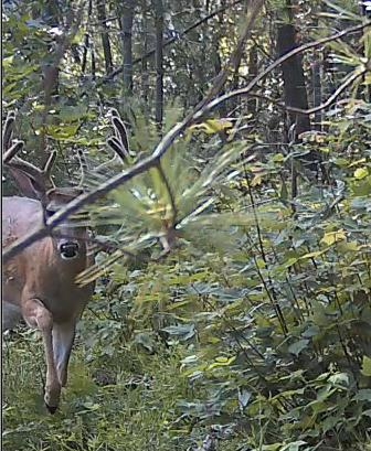 120.00AC Juneau Woods Road