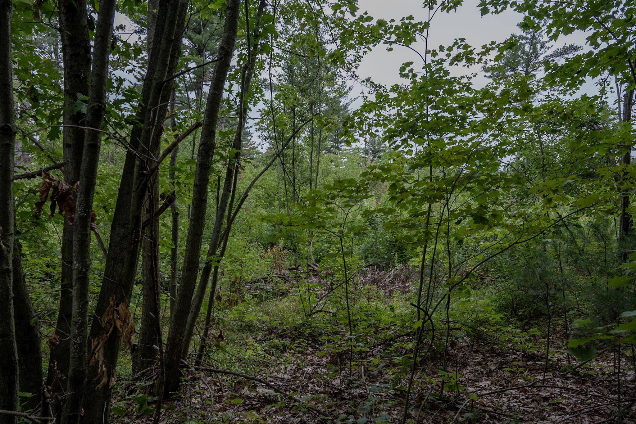 120.00AC Juneau Woods Road