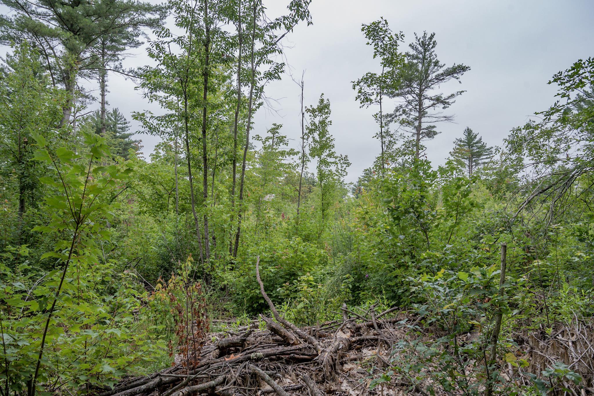 120.00AC Juneau Woods Road