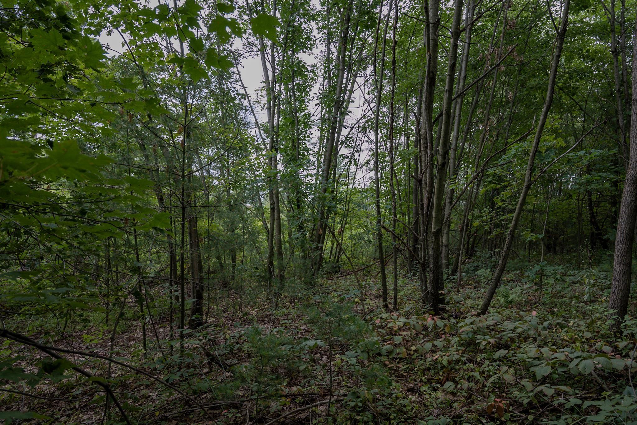 120.00AC Juneau Woods Road