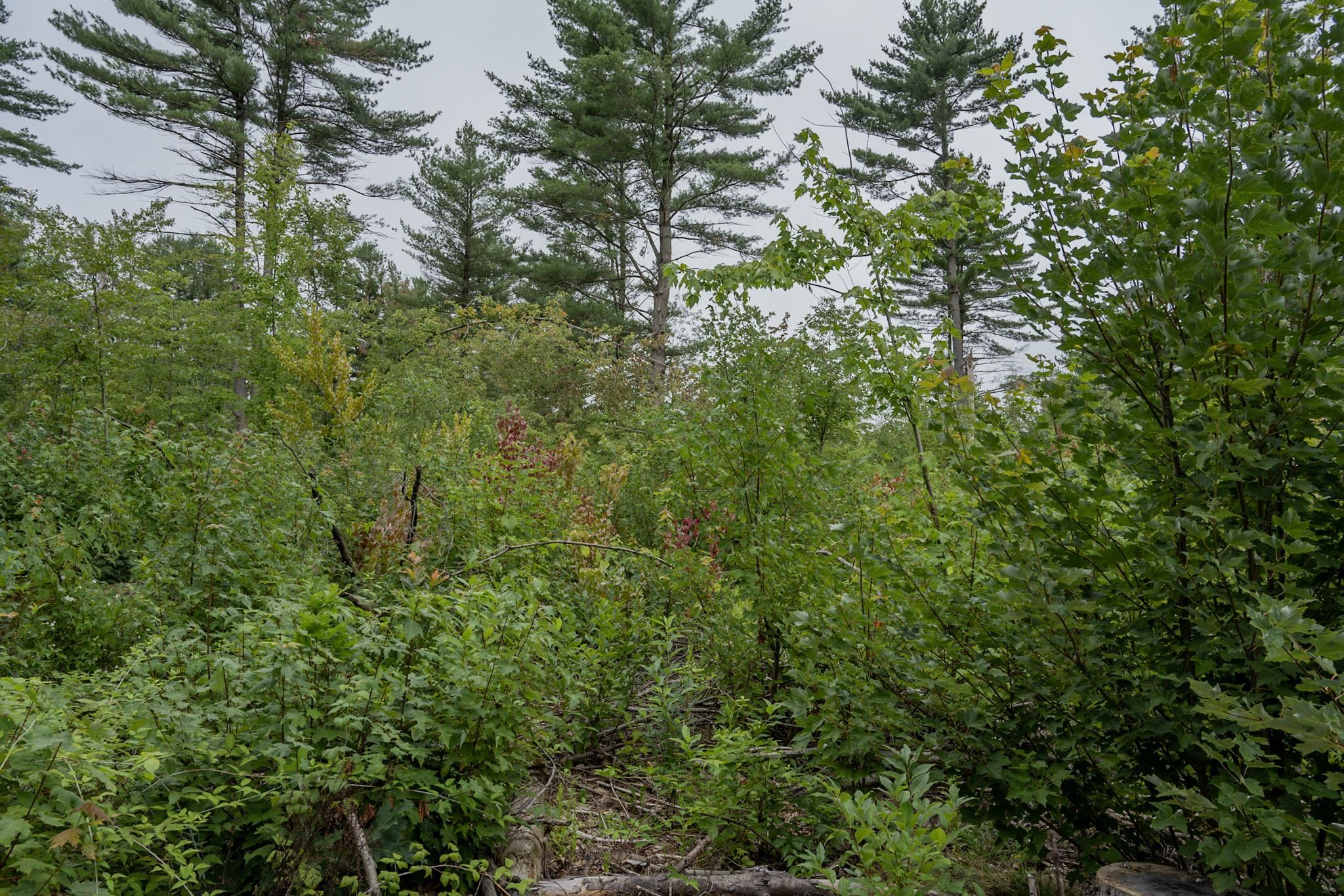 120.00AC Juneau Woods Road